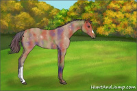 Horse Color:Nacre Bay