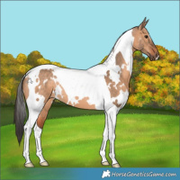 Horse Color:White Spotted Bay Dun Tobiano 