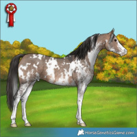 Horse Color:White Spotted Bay Dun 