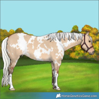 Horse Color:White Spotted Silver Bay Dun