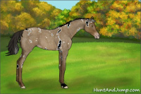 Horse Color:Gray White Spotted Classic Cream Champagne Roan 