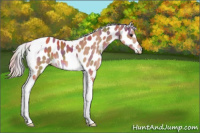 Horse Color:Nacre Silver Bay Tobiano Appaloosa 
