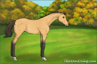 Horse Color:Buckskin Roan Rabicano 