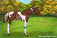 Horse Color:Gray Painted Bay Tobiano Rabicano 