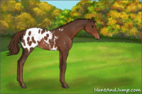 Horse Color:Liver Chestnut Appaloosa 