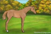 Horse Color:Chestnut Appaloosa 