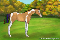 Horse Color:Gray Painted Amber Cream Champagne Splash Tobiano Rabicano 