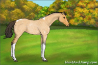 Horse Color:Buckskin Roan Tobiano