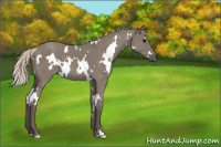 Horse Color:White Spotted Silver Grullo 