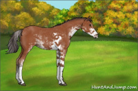 Horse Color:Bay Sabino Rabicano 