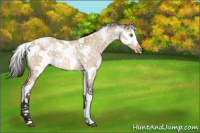 Horse Color:Bay Dun Sabino 