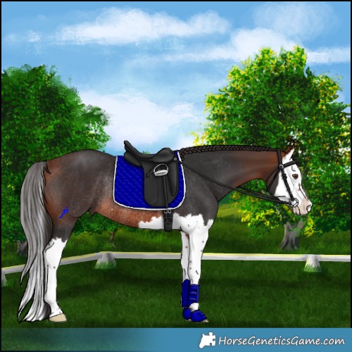 Horse Color:Bay Splash Rabicano 