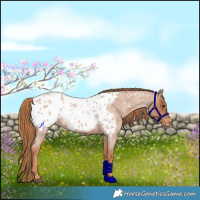 Horse Color:Red Roan Near Leopard Rabicano 