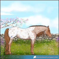Horse Color:Red Roan Appaloosa Rabicano