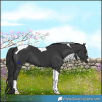 Horse Color:Black Tobiano 