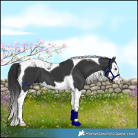Horse Color:Black Splash Tobiano 