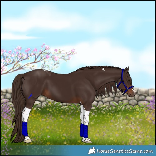 Horse Color:Liver Chestnut Tobiano 