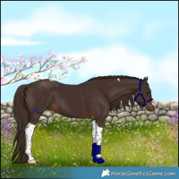 Horse Color:Liver Chestnut Tobiano 
