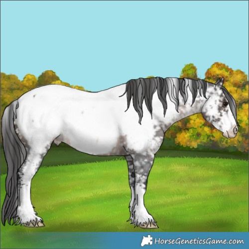 Horse Color:Brown Roan Sabino Appaloosa Rabicano