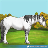 Horse Color:Brown Roan Sabino Appaloosa Rabicano 