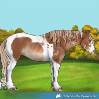 Horse Color:Chestnut Sabino Tobiano Rabicano 
