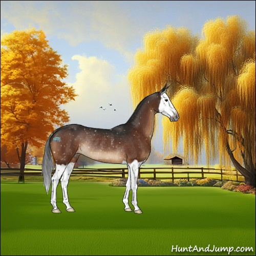 Horse Color:Gray Brown Splash Appaloosa Rabicano