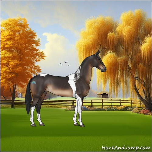 Horse Color:Gray Brown Tobiano 