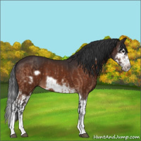 Horse Color:Bay Splash Frame  and Brown Splash Frame 