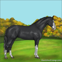 Horse Color:Black and Black Splash