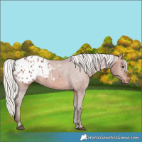 Horse Color:Silver Brown Appaloosa