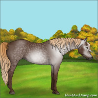 Horse Color:Gray Chestnut 