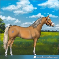 Horse Color:Palomino