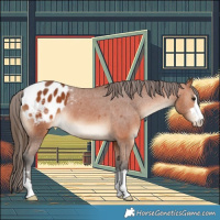 Horse Color:Bay Appaloosa 