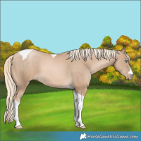 Horse Color:Chocolate Palomino Pearl Tobiano