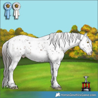 Horse Color:Bay Sabino 