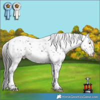 Horse Color:Bay Sabino 