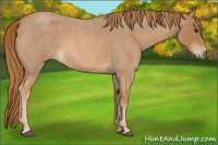 Horse Color:Red Roan 