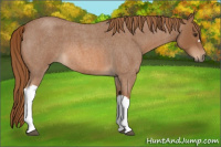 Horse Color:Red Roan