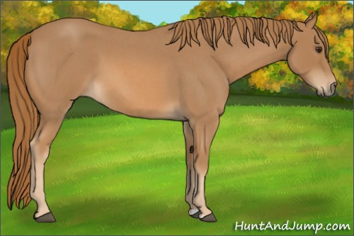 Horse Color:Red Roan
