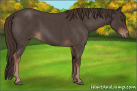 Horse Color:Liver Red Roan 