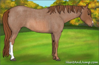 Horse Color:Red Roan