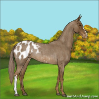 Horse Color:Chocolate Palomino Roan Appaloosa Rabicano 