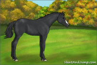Horse Color:Black  and Black 