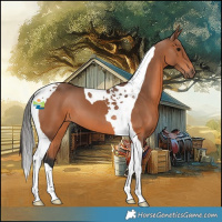 Horse Color:Bay Tobiano 