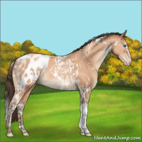 Horse Color:Amber Champagne Splash Tobiano Appaloosa  and White Spotted Amber Champagne Appaloosa 