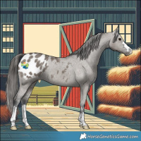 Horse Color:Grullo Appaloosa 