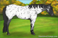 Horse Color:Blue Roan Near Leopard 