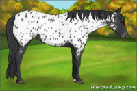 Horse Color:Blue Roan Appaloosa