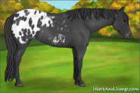 Horse Color:Blue Roan Appaloosa