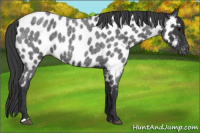 Horse Color:Blue Roan Appaloosa 